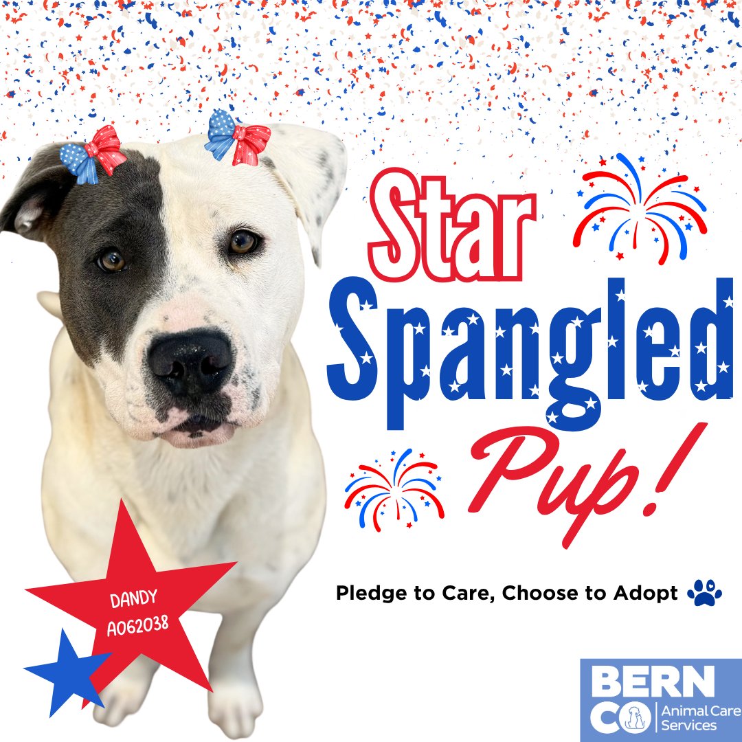Happy 4th of July from Dandy &amp; all our BernCo pets! 🐶🐱 Have a safe holiday! 🎆

Need a ride? Get $10 off 2 Uber rides (thru 7/7, 2 AM) with code NMUSA25 in "Vouchers." Limited 2,500 rides 🚗💨