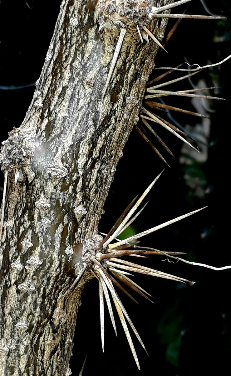 Fascículos (feixes) de ESPINHOS do caule do «GUAIAPÁ» ou «ora-pro-nobis»,
cactácea nativa.
Pereskia aculeata Miller, da família Cactaceae, subfamília Pereskioideae,
é liana (planta trepadeira) nativa na mata atlântica (incluindo mata seca).