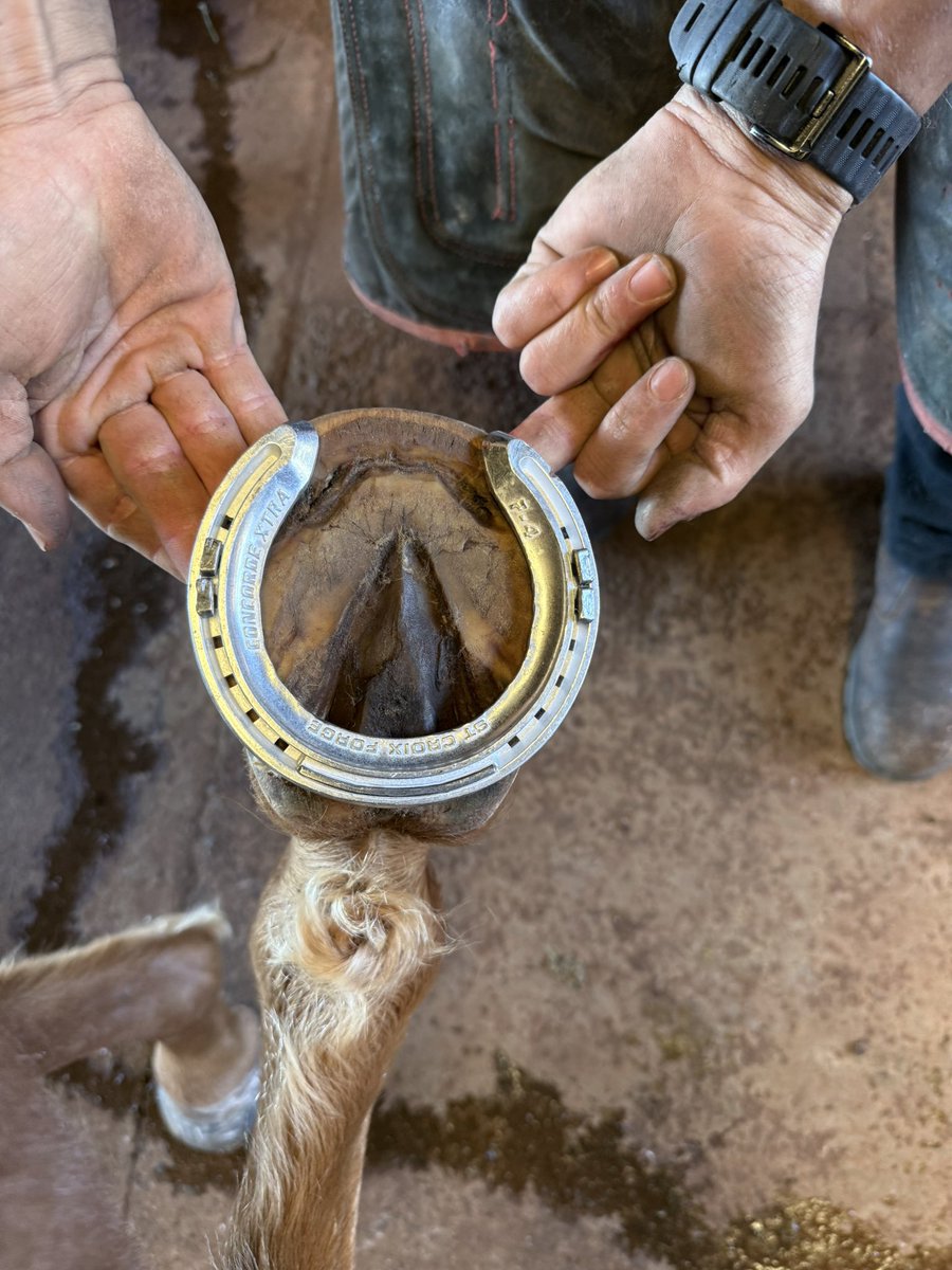 １歳セールに向かう輸送中に体調を崩し、入院してセールに出られなかった女の子。さらにその影響で蹄の状態がずっと良くなかったのですが、ついに光が見えてきました✨

装蹄師さんと相談して、つま先の負担を減らすために“逆付け”という初めて見る装蹄を試したところ…これが大正解！👏