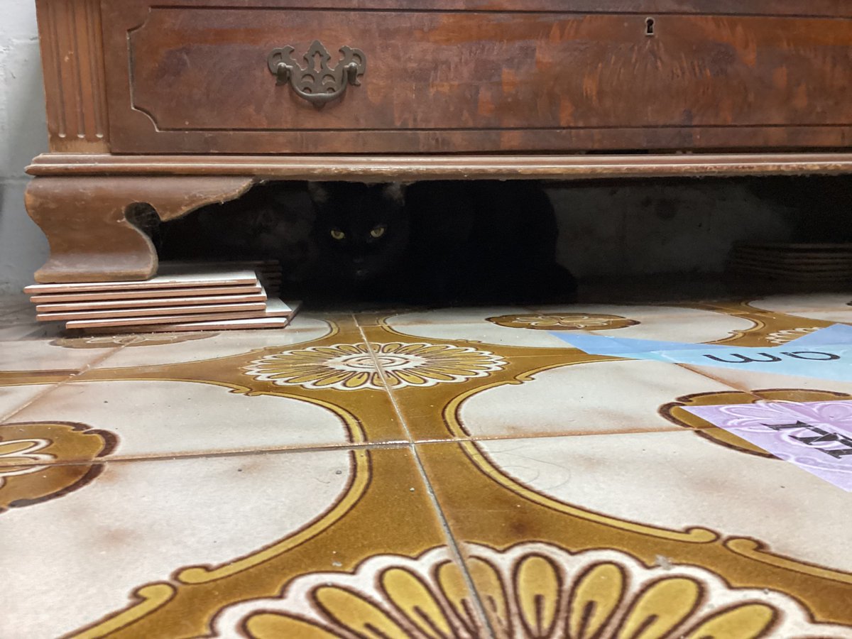 BigPeish's tweet image. I ain’t really be using Twitter that much anymore but happy 4th of July y’all‼️‼️

And Mina is terrified of the fireworks going off tho and hides in the basement every time poor thang 😭