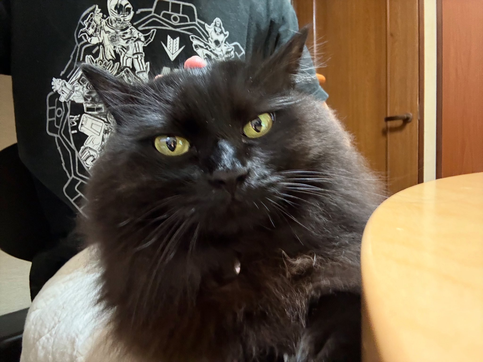 額 女豹に黒猫 黒猫うにと三毛猫いくら on X: 