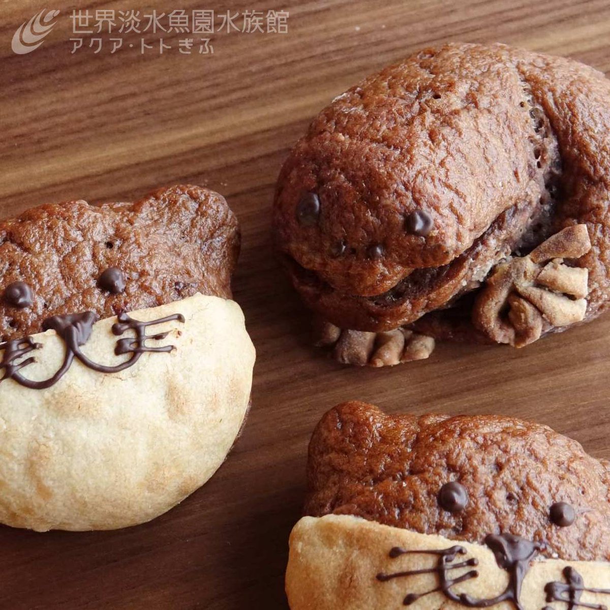 aquatotto's tweet image. 米粉のコラボパン『トトのいきものパン』を販売中!
愛知県一宮市のパン屋さん「ぽけっと」とつくりました。
本日10:00~15:00まで。数量限定のため、なくなり次第終了となります。
クッキーやカステラも販売しています。【広報】 aquatotto.com/event/schedule…