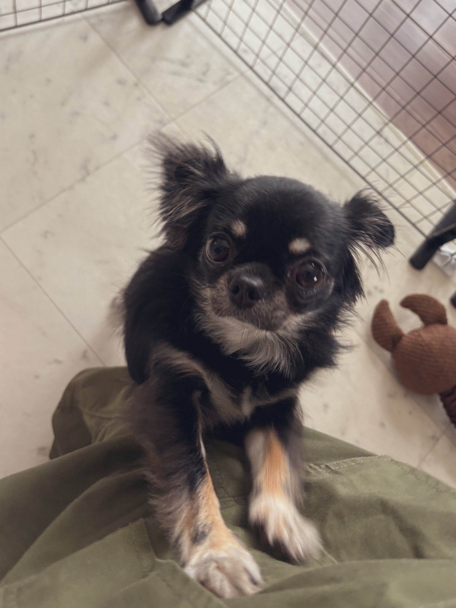 犬ちゃん うちの犬ちゃん(ちわわ) on X: 