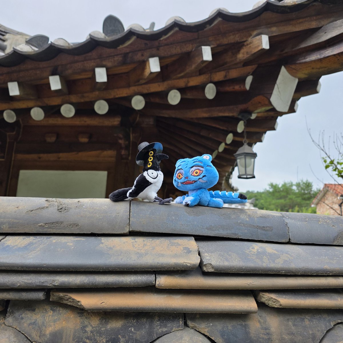 sosohan611004's tweet image. 🐯🐦‍⬛