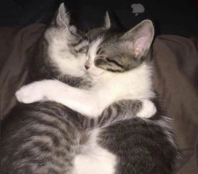 Kitty archives ♡ (@puppierz) on Twitter photo 