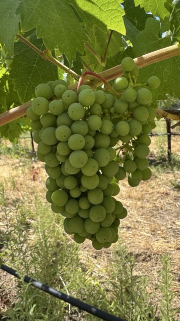 zinmaker's tweet image. Skin to Skin Contact
mikesterling.substack.com/p/skin-to-skin…