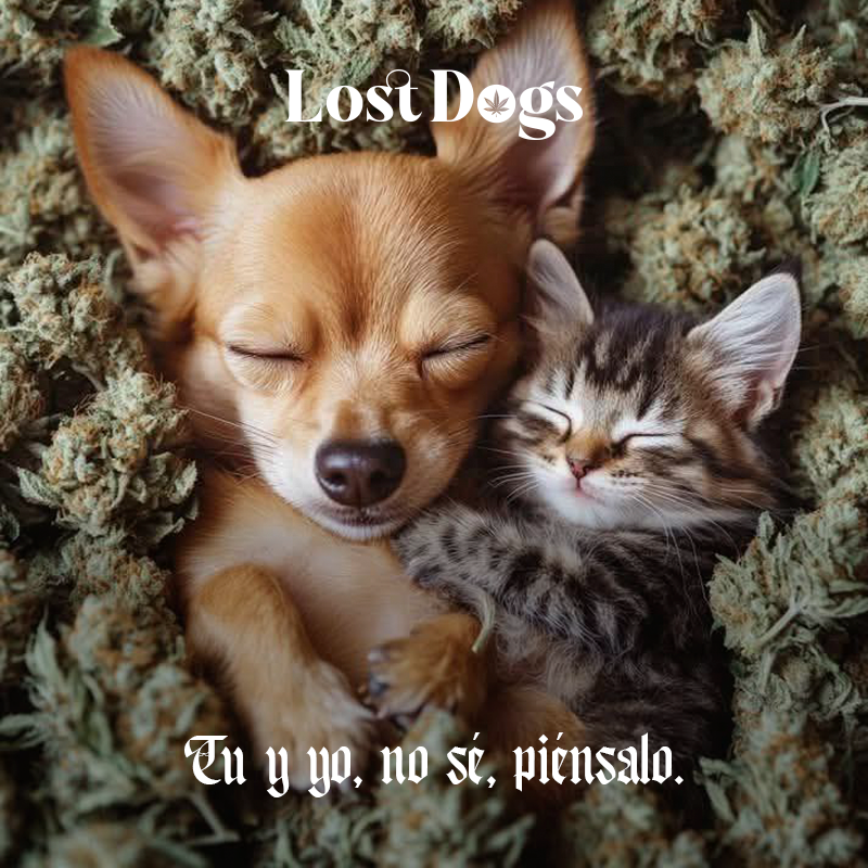 lostdogsoficial's tweet image. ¡Viernes! #merch #puertovallarta #weed 
Whatsapp: 322 110 0618 Envíos a todo México.   
wa.me/3221100618