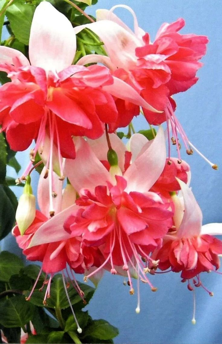 Good morning 🌄 X mates 💕 

Have a Blessing day to all 💮💮