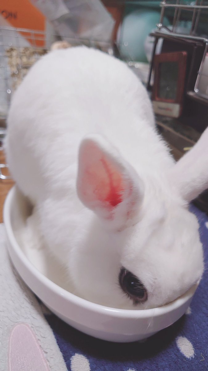 BuNNY TRAP/ﾎﾞｰﾏｽ60 D21.22⋆ᙏ *✨️ on X: 