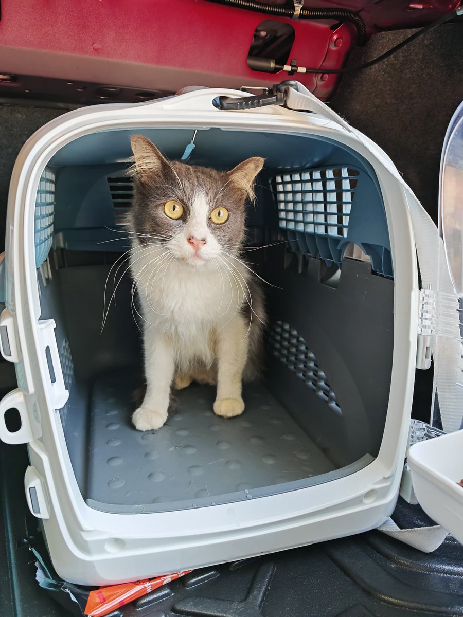athiliaazman's tweet photo. Ada tak yang nak adopt kucing ni. Dia jantan. Ada orang bawa dia kat tingkat atas sekali garden apartment saya tanpa air dan makanan, lepas tu biarkan. Saya takde ruang nak jaga sebab dah ada banyak kucing dah. Nampak kalau dibela elok memang cantik. Kesiannyaa siapalah yg aniaya https://t.co/nYxCiXJpdj