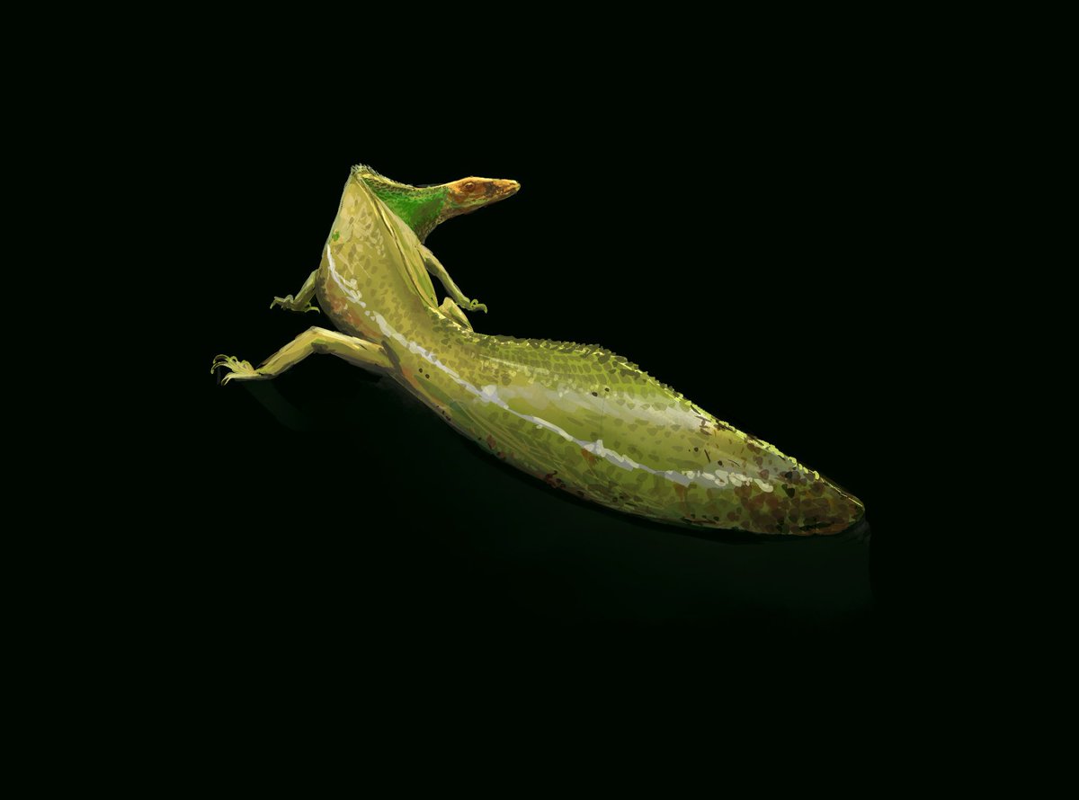 This diminutive funky looking lizard is hypuronector, a drepanosaur from the late triassic ( 220 million years ago give or take ) at home in the trees despite being around 12 cm