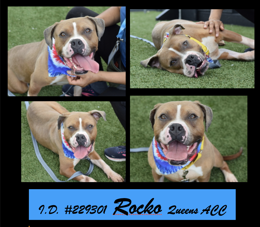 ROCKO☀️
had a fabulous photo shoot, showing off his boyish
good looks and charming personality! 💙🩵❤️ this 5yr old doggo is #23DaysInShelter and is in need of a way out of Queens ACC and into a 🏡 filled with ❤️
nycacc.app/browse/229301 #AdoptMe #LoveMe