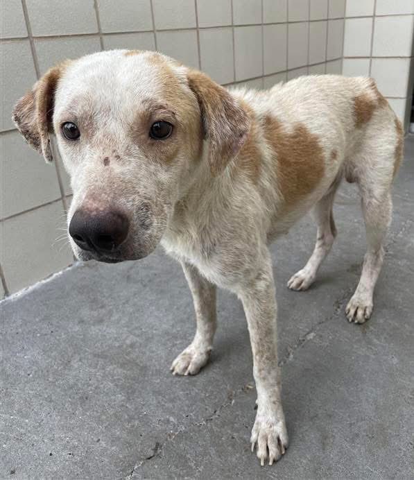 MELVIN #A382402 3yo
Soulful little boy is almost giving up,so sad at shelter, barely interacting 😭
He needs someone to save him &amp; show him how very SPECIAL he is!
So tender,adorable little fellow,he just wants to live &amp; b loved!
PLZ #ADOPT #FOSTER OR #PLEDGE FOR RESCUE #TEXAS