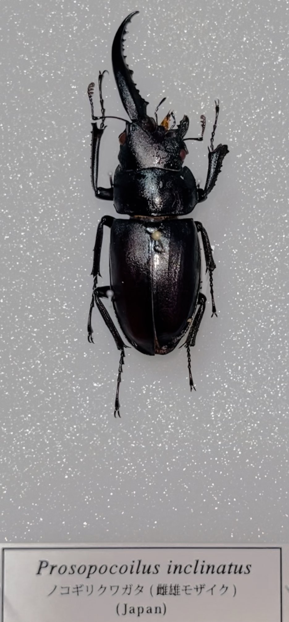雌雄モザイク クワガタ など 47ffe5f34ad05efe81aeb430ca1569