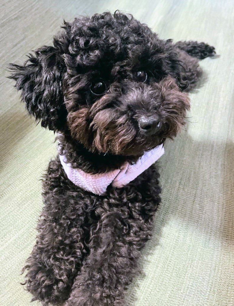gY2TiUbn6e8e6KL's tweet photo. 🐶🆘【#群馬県迷子犬】🎈
🔷2025.6.27
🔴群馬県高崎市棟高町
▶︎イオンモール高崎付近で迷子になった〝パンちゃん♀〟を探しています🐾
🍀パンちゃん発見の際は警察への通報、保護依頼及び飼い主さんへのご連絡をお願い致します🙇‍♂️
#迷子犬 #高崎市迷子犬
#棟高町 #イオンモール高崎
#トイプードル迷子 https://t.co/kEwCcfJzOC