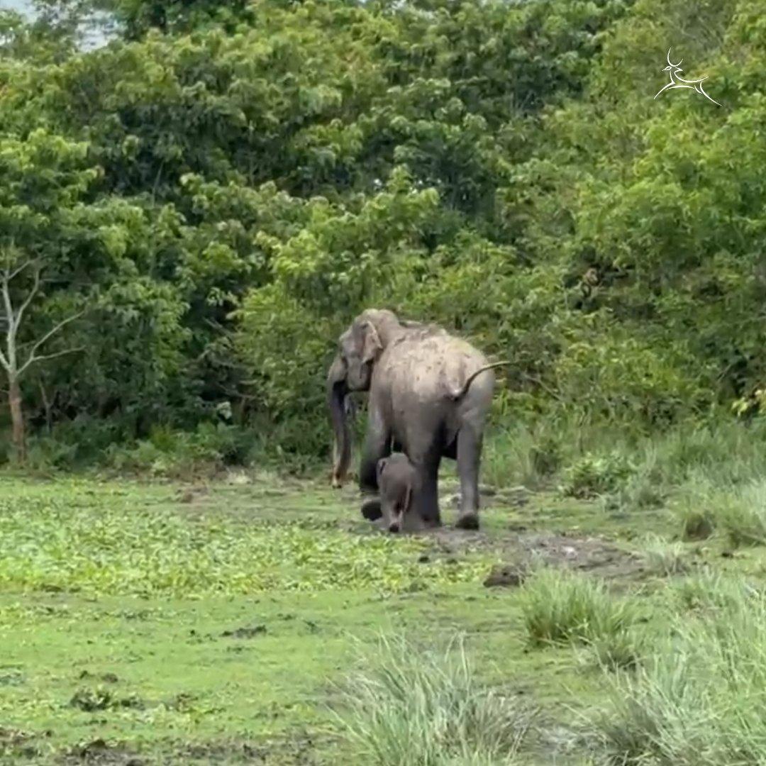 wti_org_india's tweet image. Earlier today, a distressed male elephant calf that had become separated from its herd was successfully reunited with its mother through the combined efforts of the Assam Forest Department, officers from
@kaziranga_, & the IFAW-WTI team.
Stay tuned to know more.