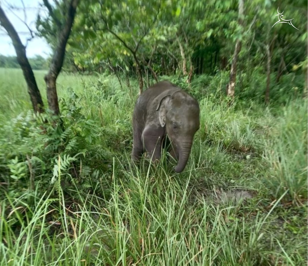 wti_org_india's tweet image. Earlier today, a distressed male elephant calf that had become separated from its herd was successfully reunited with its mother through the combined efforts of the Assam Forest Department, officers from
@kaziranga_, & the IFAW-WTI team.
Stay tuned to know more.