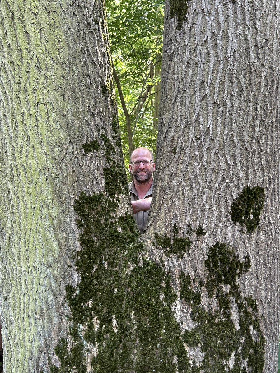 Altijd leuk om op een onverwachte plek eeuwenoude bomen tegen te komen. Tijdens een excursie in een particuliere eendenkooi in Zwartewaterland stuiten we op dikke en hoge oude essen en een zomereik van circa 150 jaar.