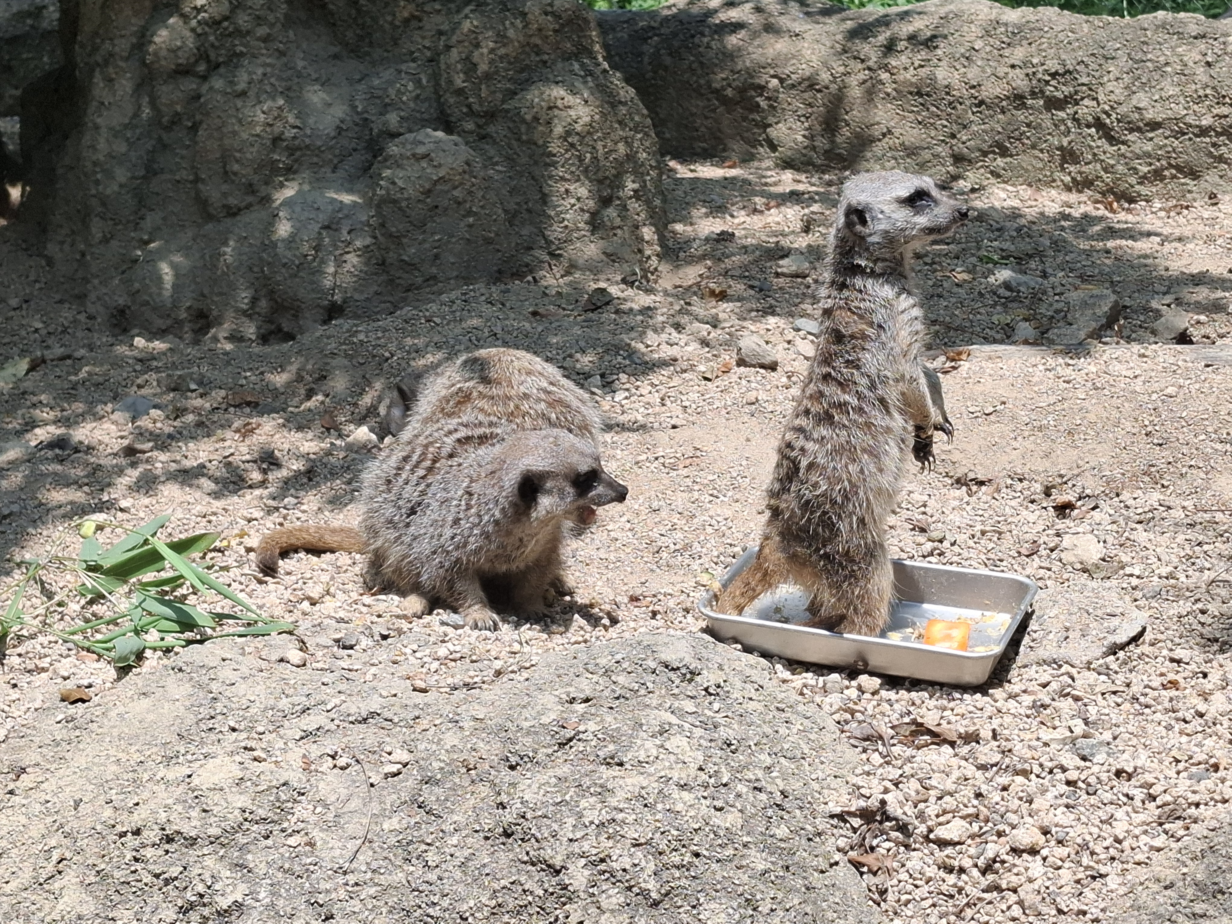 ワオキツネザル - ときわ動物園 - ときわ公園|山口県宇部市