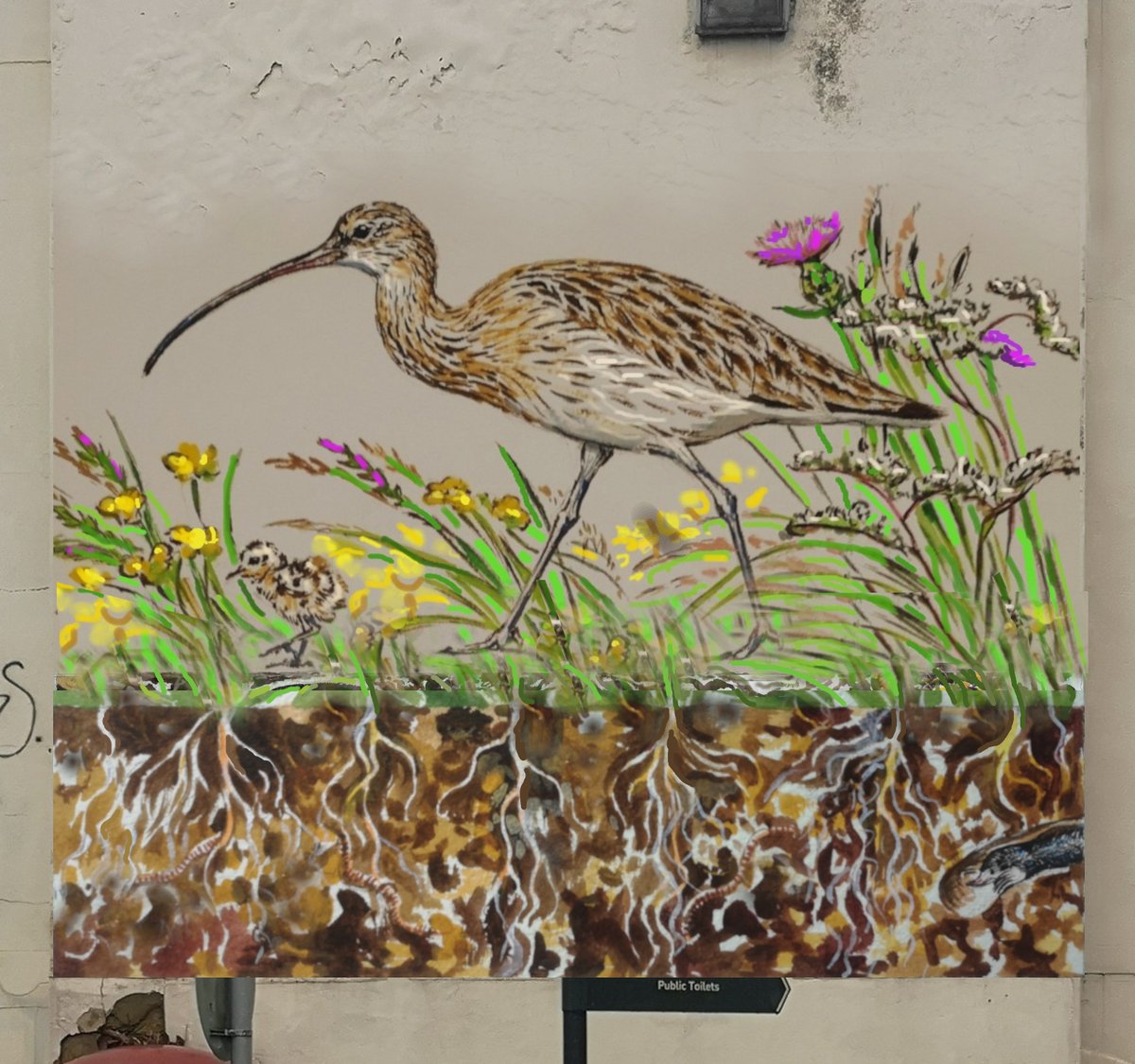 Happy National Meadows Day! We are celebrating by extending our Curlew mural in Stroud to show the profile of the soil beneath their feet. We'll then erect a notice board on the wall explaining why flower-rich meadows are so important for wildlife and the wonder of having Curlews