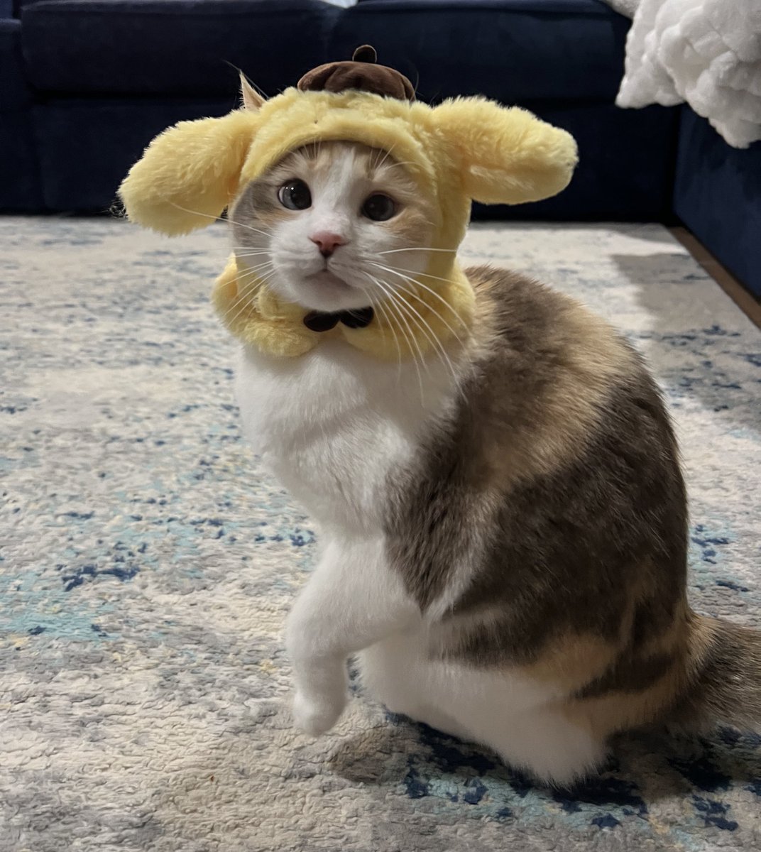 Imagine hating me and I’m just at home celebrating pompompurins rise to the top