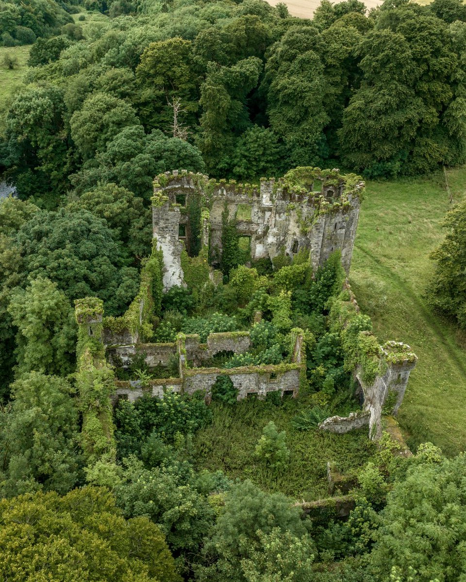 Mother Nature is staking a claim on Barry's Castle, and we love it! 💚  Aerial view of ruined and overgrown Buttevant or Barry's castle