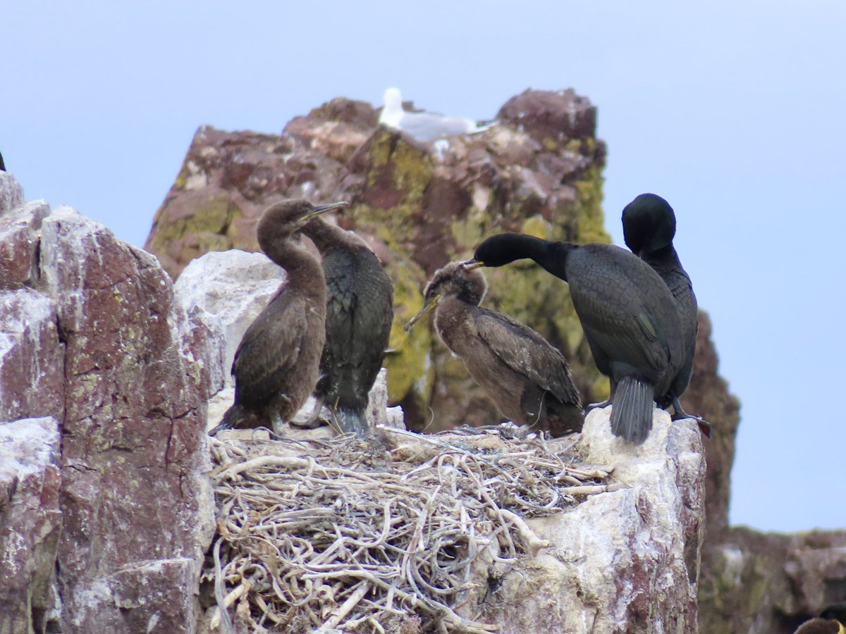 The #EuropeanShag chicks are growing up quickly at #Dunbarharbour #EastLothian  - with their feathers starting to replace their fluffy down. Perched on the rocks just off the harbour seawall. 

#seabirds #birds #bird #naturelovers #wildlife #nature #Scotland