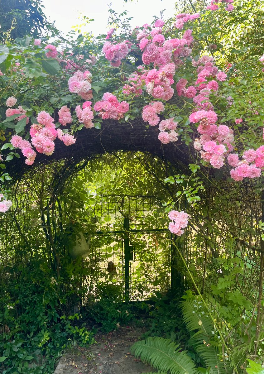 I always promised you a rosegarden!