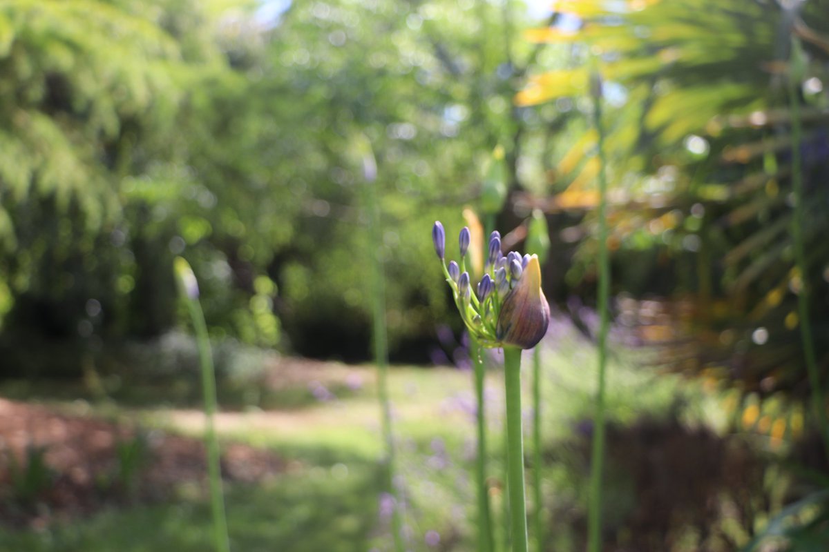 chris40851's tweet image. #Bleu Agapanthe 💙
#Bokeh