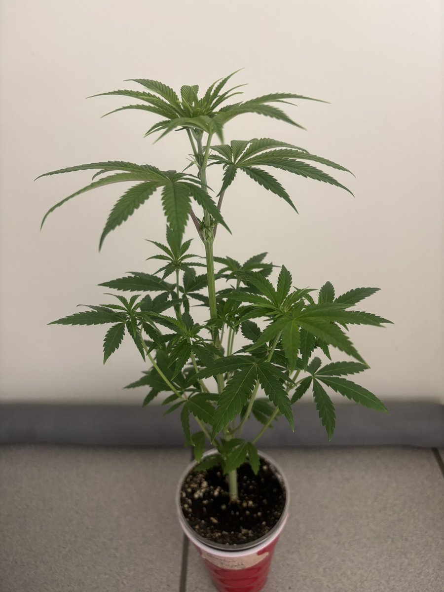 The710Garden (@the710garden) on Twitter photo <a href="/SensiSeeds/">SensiSeeds</a> <a href="/ChampelliC/">champelli.co</a> lookin extra cute or ? It is Gremlins Breath from Sensi and Champelli
Thats really just a warm up to learn something more about some really awesome Breed-Collabs with Champelli-Sherbinskis-Death Row genetics!
To compete Next Year in some Cups in Berlin <a href="/SensiSeeds/">SensiSeeds</a> <a href="/ChampelliC/">champelli.co</a> lookin extra cute or ? It is Gremlins Breath from Sensi and Champelli
Thats really just a warm up to learn something more about some really awesome Breed-Collabs with Champelli-Sherbinskis-Death Row genetics!
To compete Next Year in some Cups in Berlin