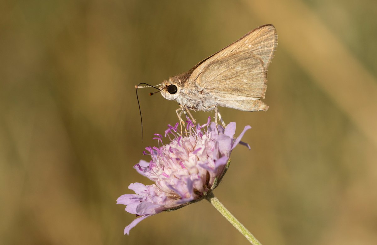 jpcancela1's tweet image. First day of our Spanish Pyrenees tour with stunning numbers: 54 species seen at one site! Additionally, close to our accommodation we had the chance to see Gegenes nostrodamus (Mediterranean skipper). Photos of Spanish purple hairstreak, Cleopatra and Ripart's anomalous blue.