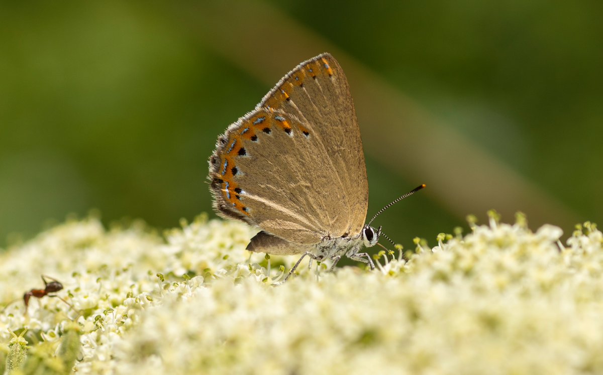 jpcancela1's tweet image. First day of our Spanish Pyrenees tour with stunning numbers: 54 species seen at one site! Additionally, close to our accommodation we had the chance to see Gegenes nostrodamus (Mediterranean skipper). Photos of Spanish purple hairstreak, Cleopatra and Ripart's anomalous blue.