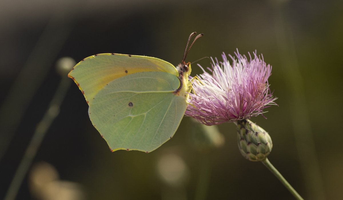 jpcancela1's tweet image. First day of our Spanish Pyrenees tour with stunning numbers: 54 species seen at one site! Additionally, close to our accommodation we had the chance to see Gegenes nostrodamus (Mediterranean skipper). Photos of Spanish purple hairstreak, Cleopatra and Ripart's anomalous blue.