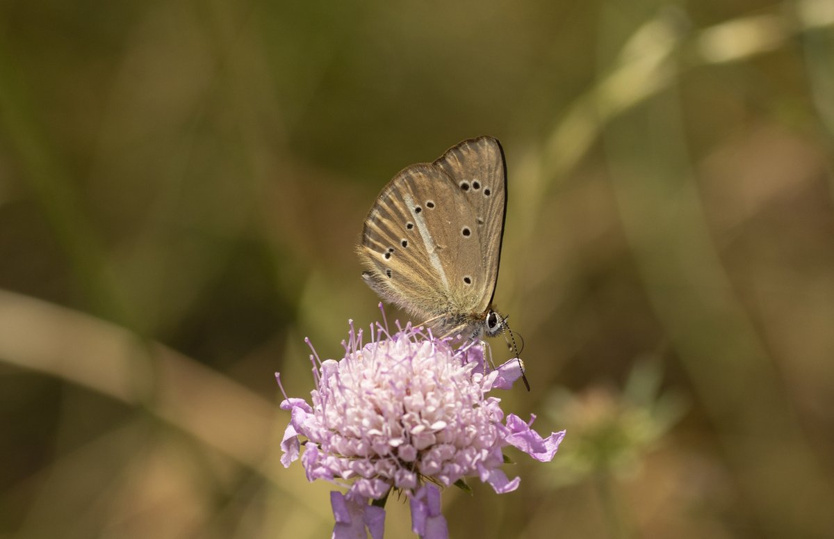 jpcancela1's tweet image. First day of our Spanish Pyrenees tour with stunning numbers: 54 species seen at one site! Additionally, close to our accommodation we had the chance to see Gegenes nostrodamus (Mediterranean skipper). Photos of Spanish purple hairstreak, Cleopatra and Ripart's anomalous blue.