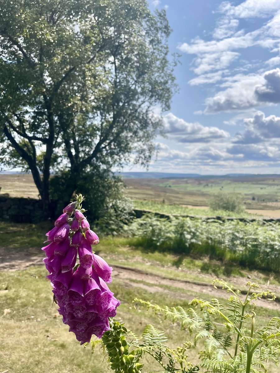Nicky13Johnson's tweet image. Wishing you wonderful weekend from Newton Moor, North Yorkshire 馃槉