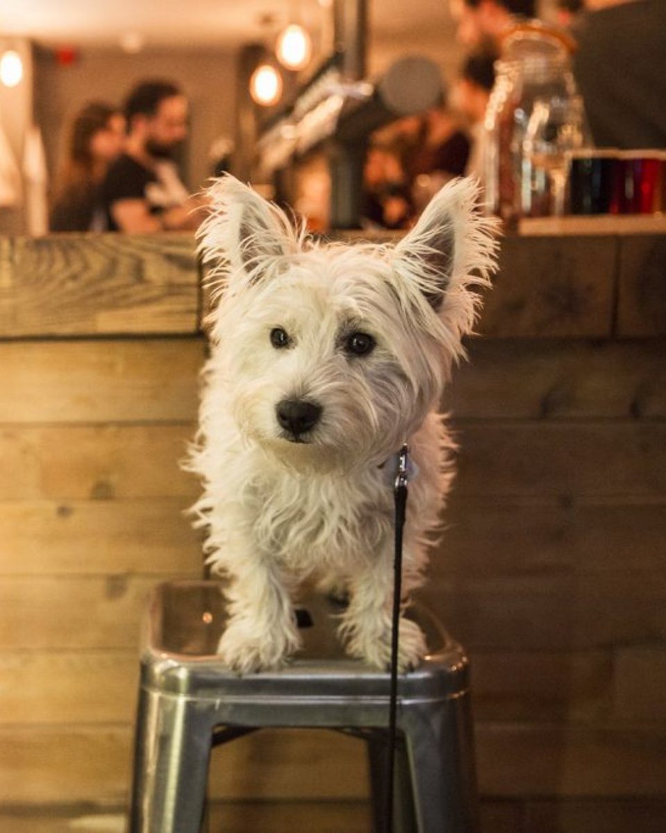 DOG FRIENDLY AND READY FOR THE SUN
Hoppy is here to remind you that dogs are always welcome at our pub. With the warm weather in full swing, our outdoor beer garden is the ideal spot to relax with your loved ones.

Enjoy refreshing pints, cocktails and Mexican food!