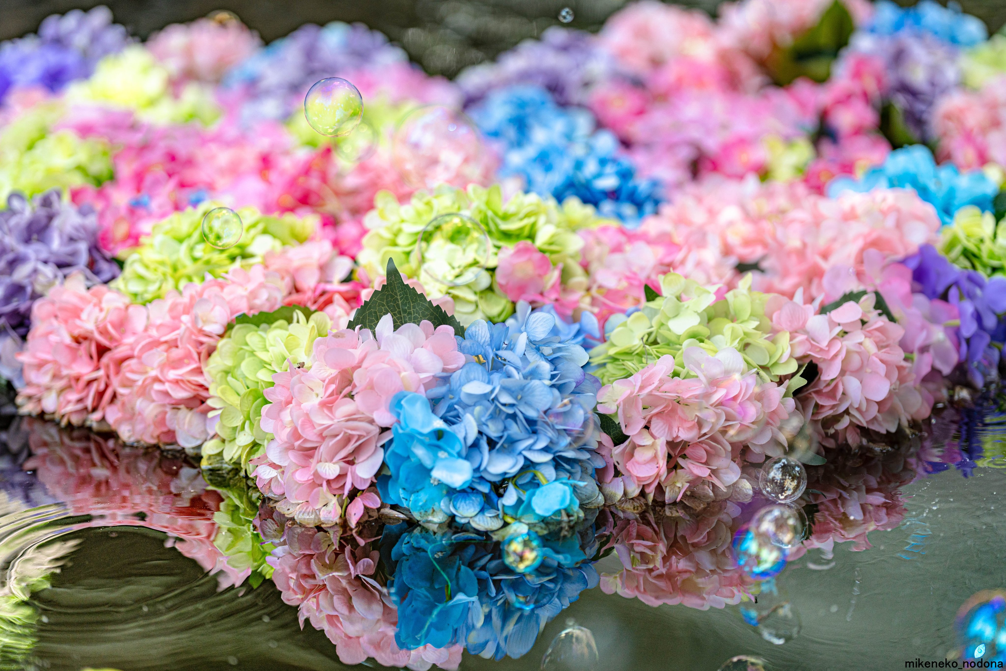 藤花火。桜が終わったらすぐに藤。今ごろここは、満開になってる