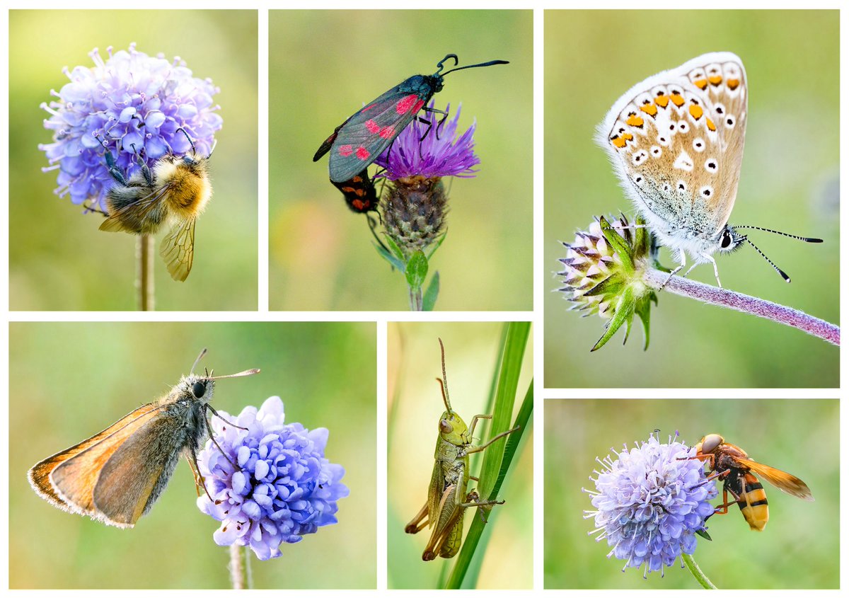 “And under the shadows of spike and spear,
In the depth of the daisy-sky,
There's a life unknown to the careless glance, And under the stillness an airy prance,
And slender, jointed things astir,
And gossamer wings in a sunny whir, —
And a world of work and dance.”

- ‘Along the