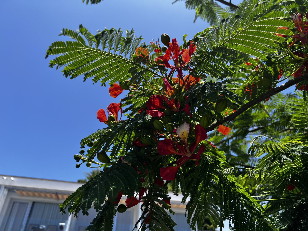 Loving this beautiful’Flame’ Tree in Gran Canaria 

#NannysGardenWorld 

#Garden #trees