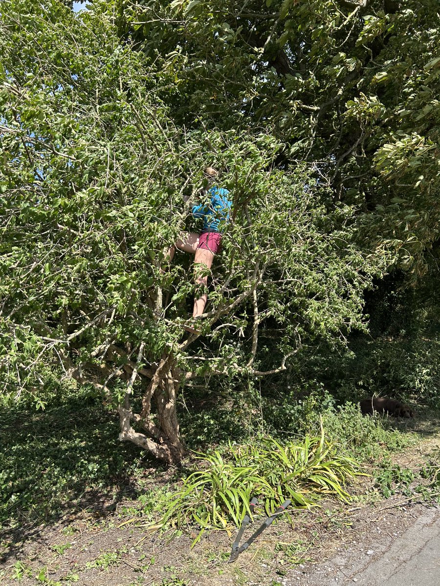 She just has to do it!! Always climbing up trees! 🙄🙄😄❤️💐