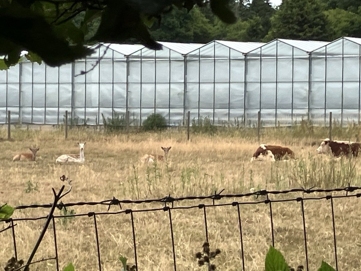 On my bike ride this morning Fallow Deer and Herefords #herdinstinct