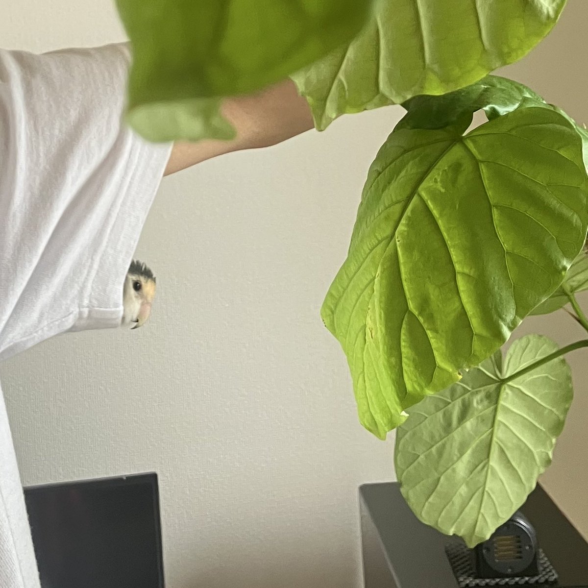 木の剪定を見守る鳥