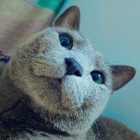 whiterabbit3410's tweet photo. 今日も今日で暑い、ルイ君の顔を眺めながら癒やされる https://t.co/5Fg0GLJMp9