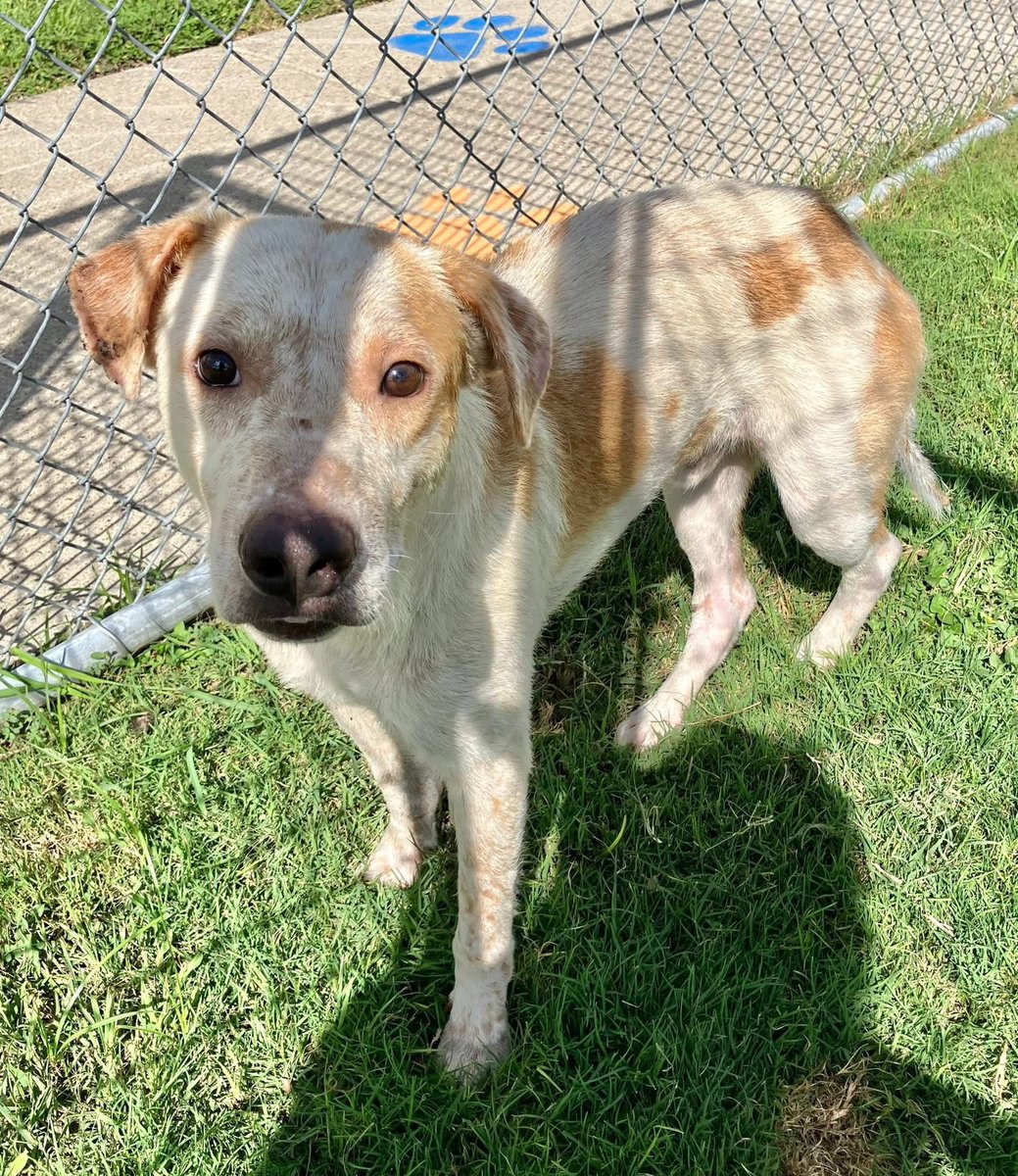 LisaBrabson's tweet photo. MELVIN #A382402 3yo
Skinny baby,patchy hair,but with love &amp; a home ,where he is cherished,he will thrive!
Plz open your heart &amp; save this darling boy he is in desperate need of love!
#Adopt #Foster or #Pledge just plz don't let him DIE,he is so Special,plz Retweet
#CorpusChristi https://t.co/CqKY8RrqOV