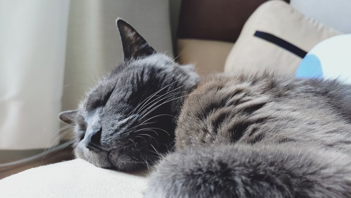 みんなのすばっち tweet media