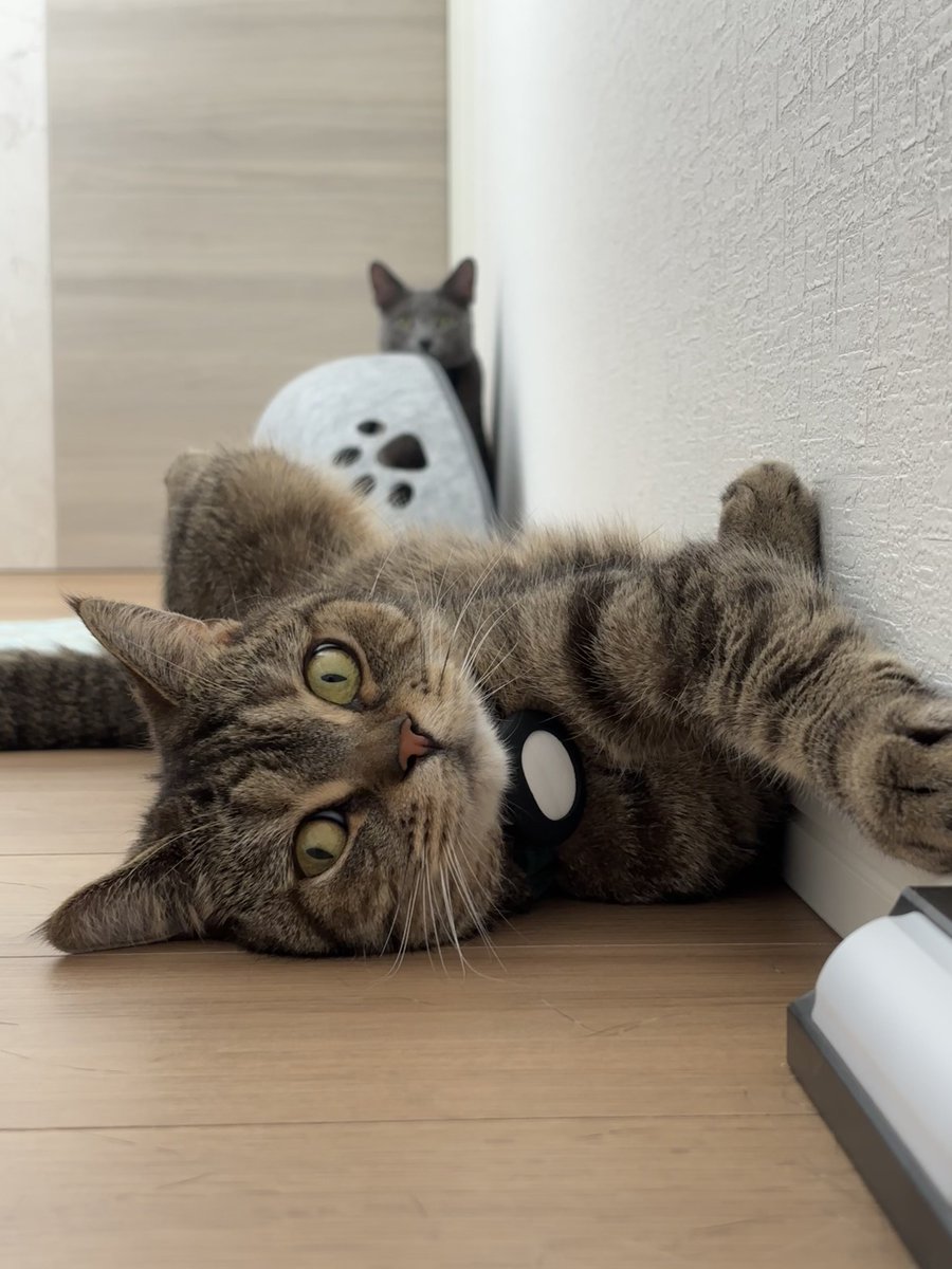 ひっくり返ってたの😸

 #猫
 #マンチカン
 #ロシアンブルー