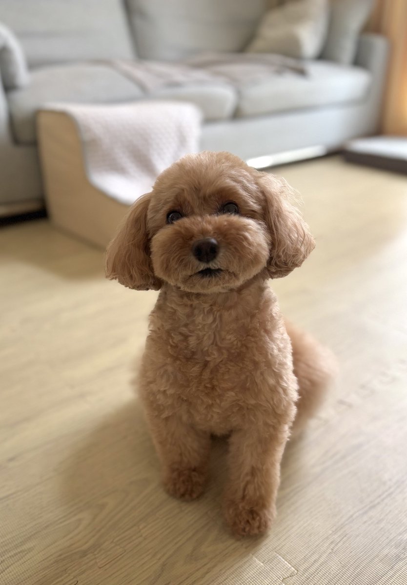 愛娘がおやつ欲しいと申しております🐶🧇
#トイプードル