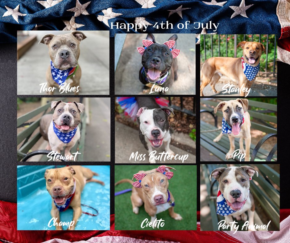 ⭐️Super cute &amp; festive NYC ACC dogs ⭐️ all dressed up for 4th July. All but Stanley are available to direct adopt. See them here: nycacc.app/#/browse