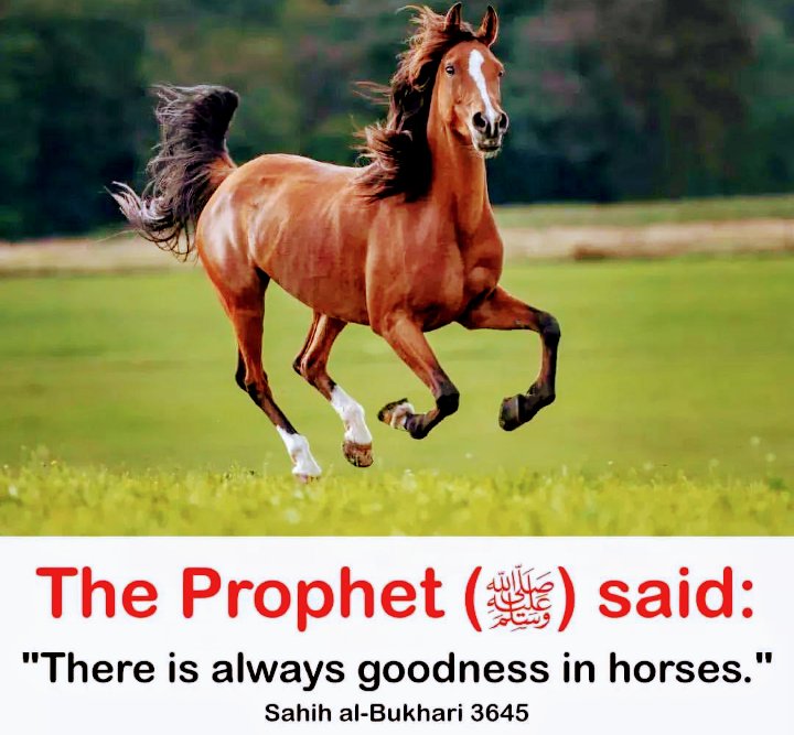 The Prophet (ﷺ) said:👇🏽💚