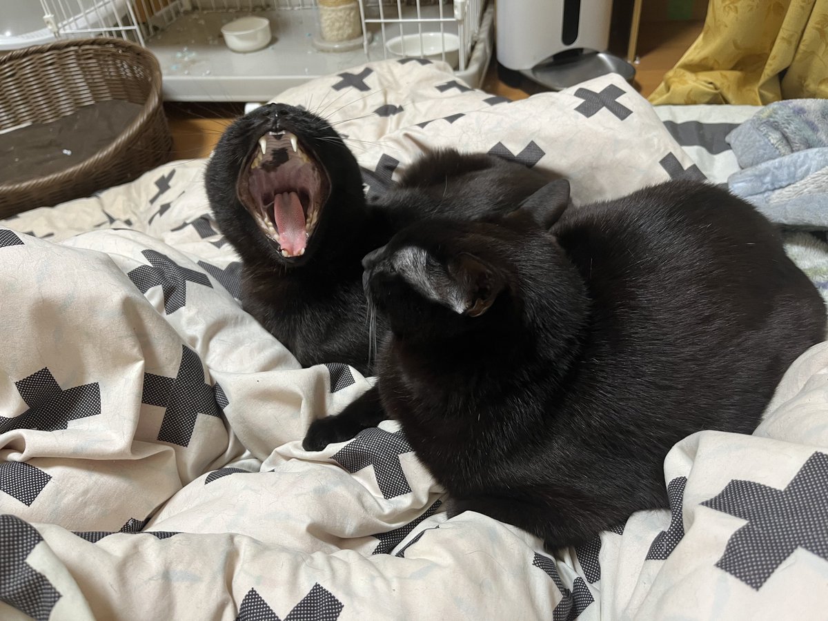 ノイズ (@cyacye) on Twitter photo 